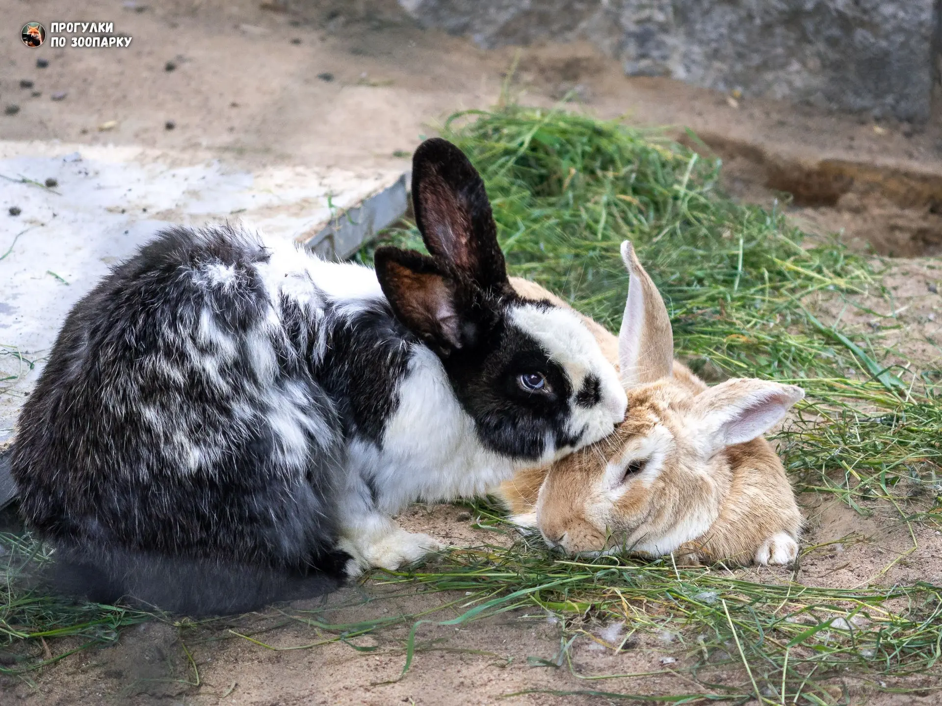 Крольчата - дружные ребята🐰
