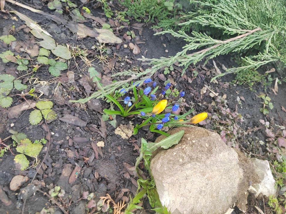 💐Апрельское чудо прямо у нас под ногами! 💐