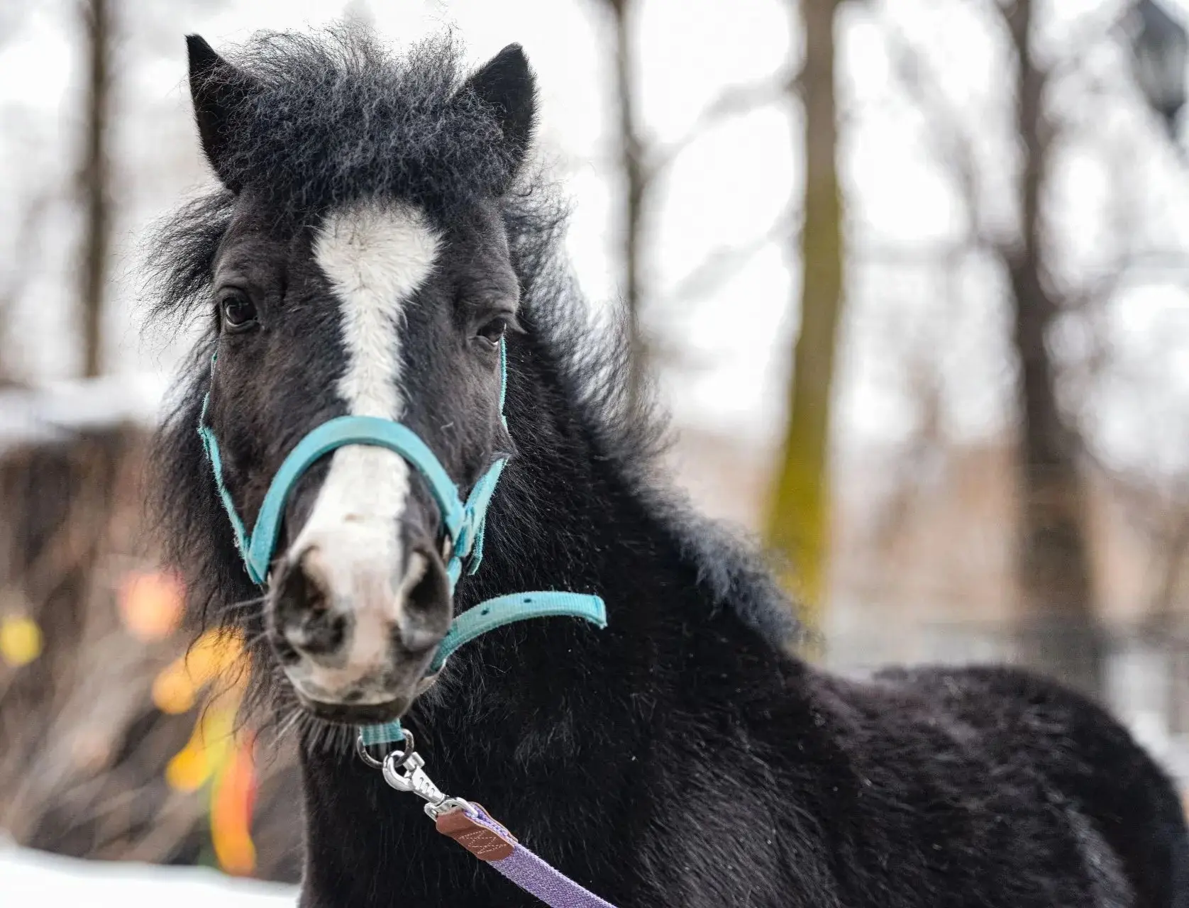 🐴 ДЕНЬ ЛОШАДИ В ЗООСАДЕ: В ГОСТЯХ У РЕГАТЫ И ЭЛЬФИКА!