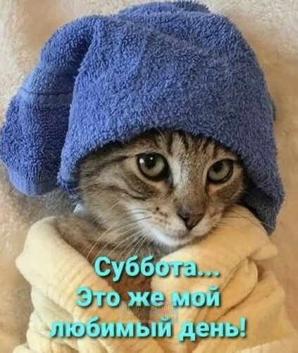 Суббота — это маленькая жизнь. Котик подтверждает! 😽