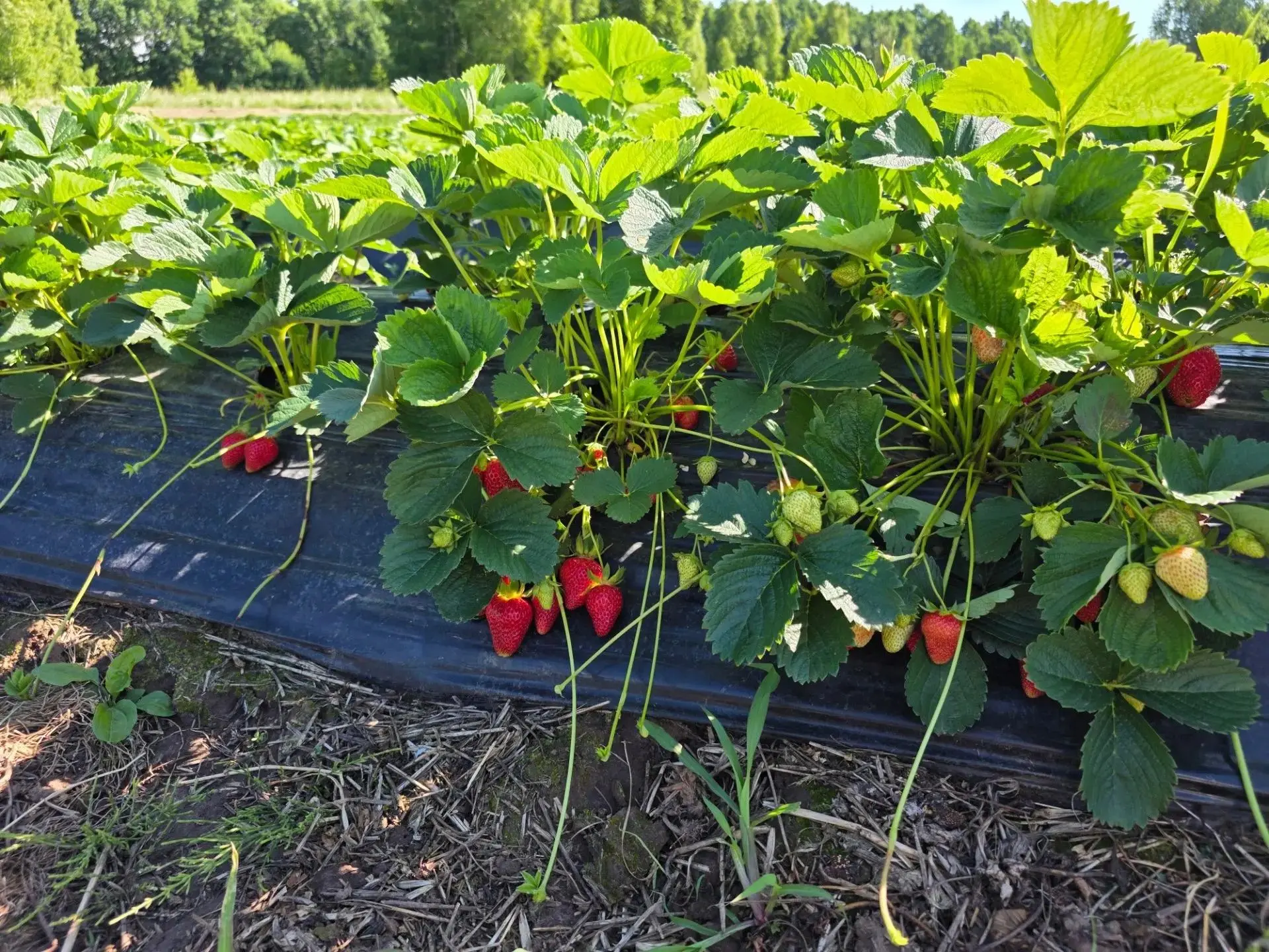 🌾 В Чебоксарском округе прошел традиционный объезд полей.

Ранним утром глава Владимир Михайлов вме
