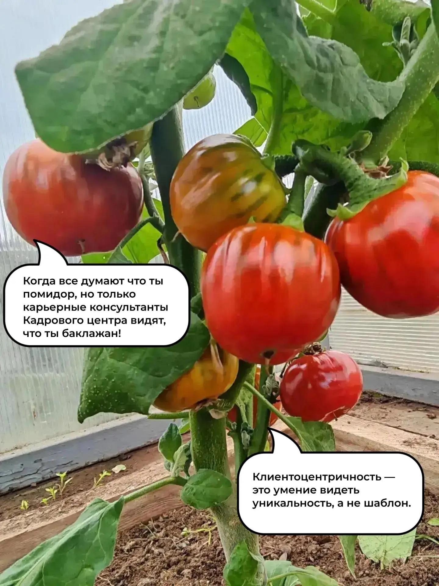 Голосование за лучший мем конкурса «Карьерный урожай» открыто!