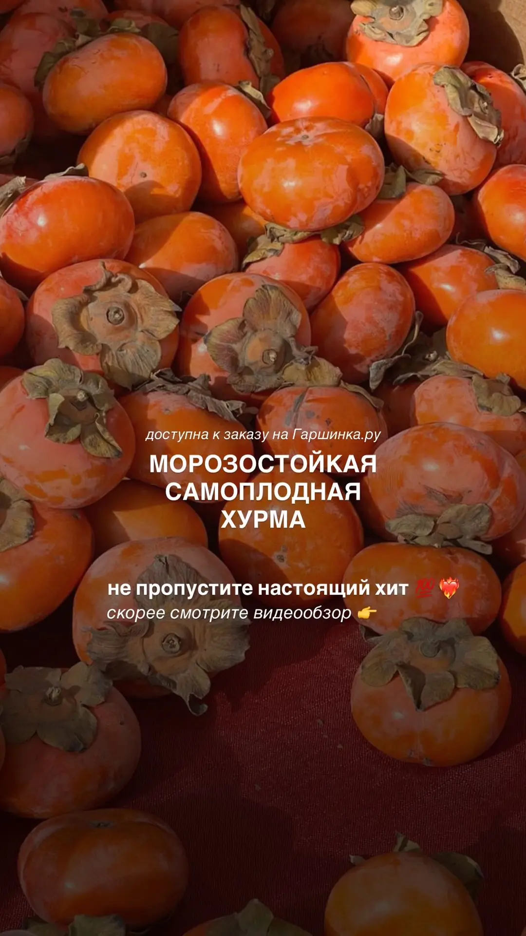 Вкусная Хурма для севера - это реально 💯