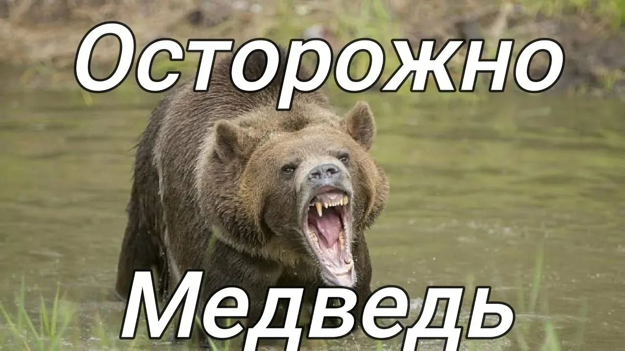 В Охор-Шибири произошло нападение медведя на человека. Инцидент случился на придомовой ...