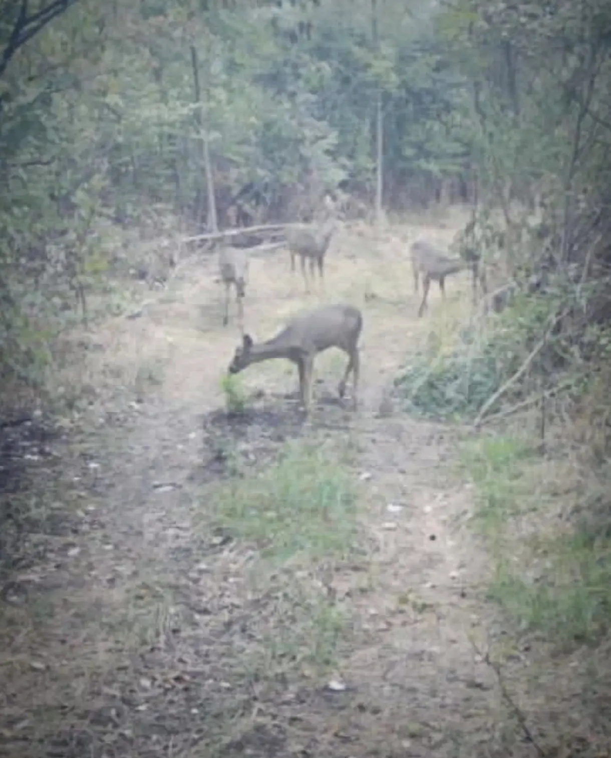 Немного кадров с нашей фотоловушки 📷 Лес и касули 🌿