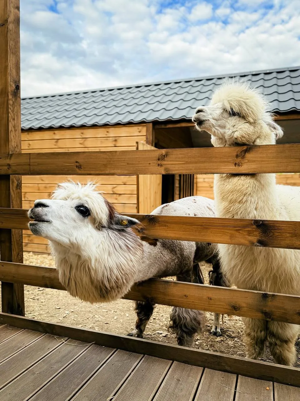 🦙 Познакомимся с альпаками в уютном парке?  Уютный парк альпак «Симба» расположен среди живописного 