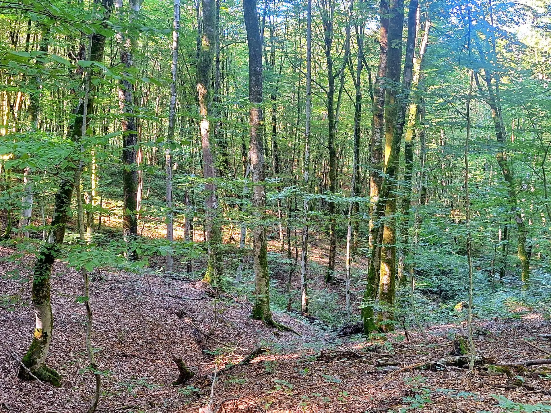 Сегодня я работаю в лесу🌳, по зову сердца и нужды🙏...Красота не описуемая, а тишина к...
