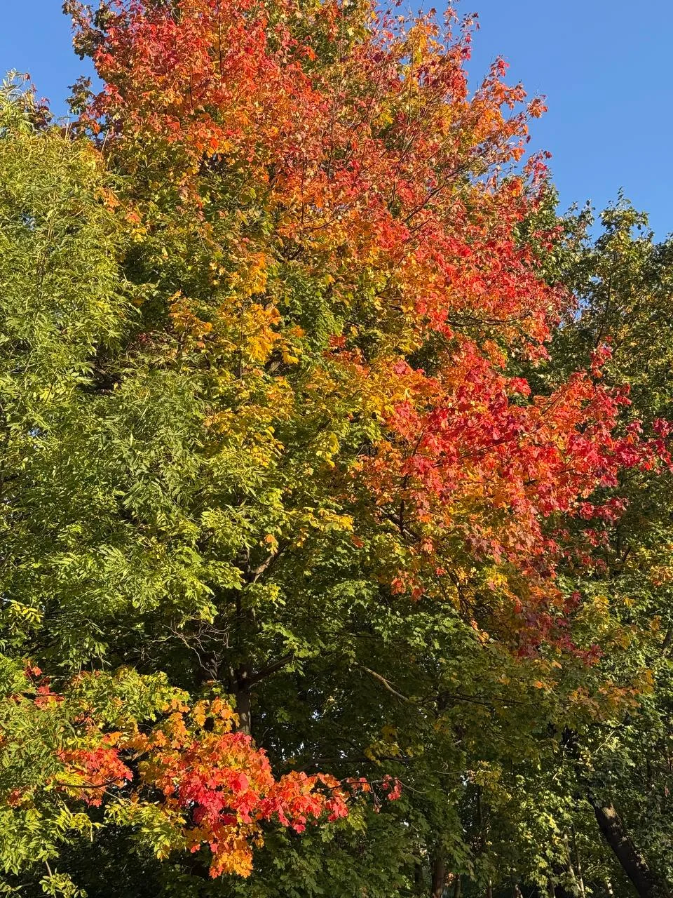 Сентябрьские краски нашей усадьбы 🍁
