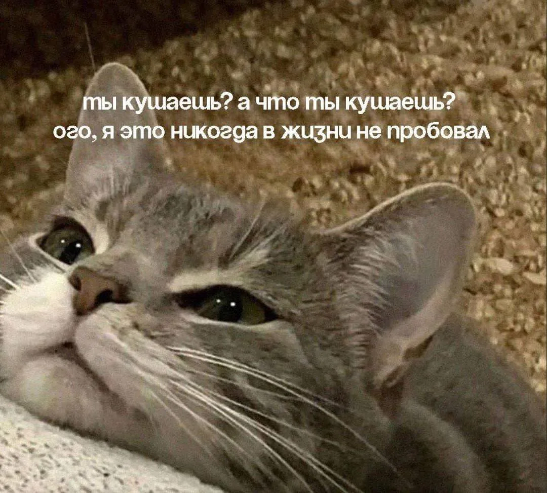 Кота покормите