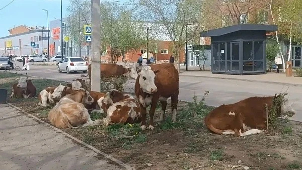 Коровы накинулись на новые саженцы в райцентре Бурятии  В городе Гусиноозёрске Селенгинского района 