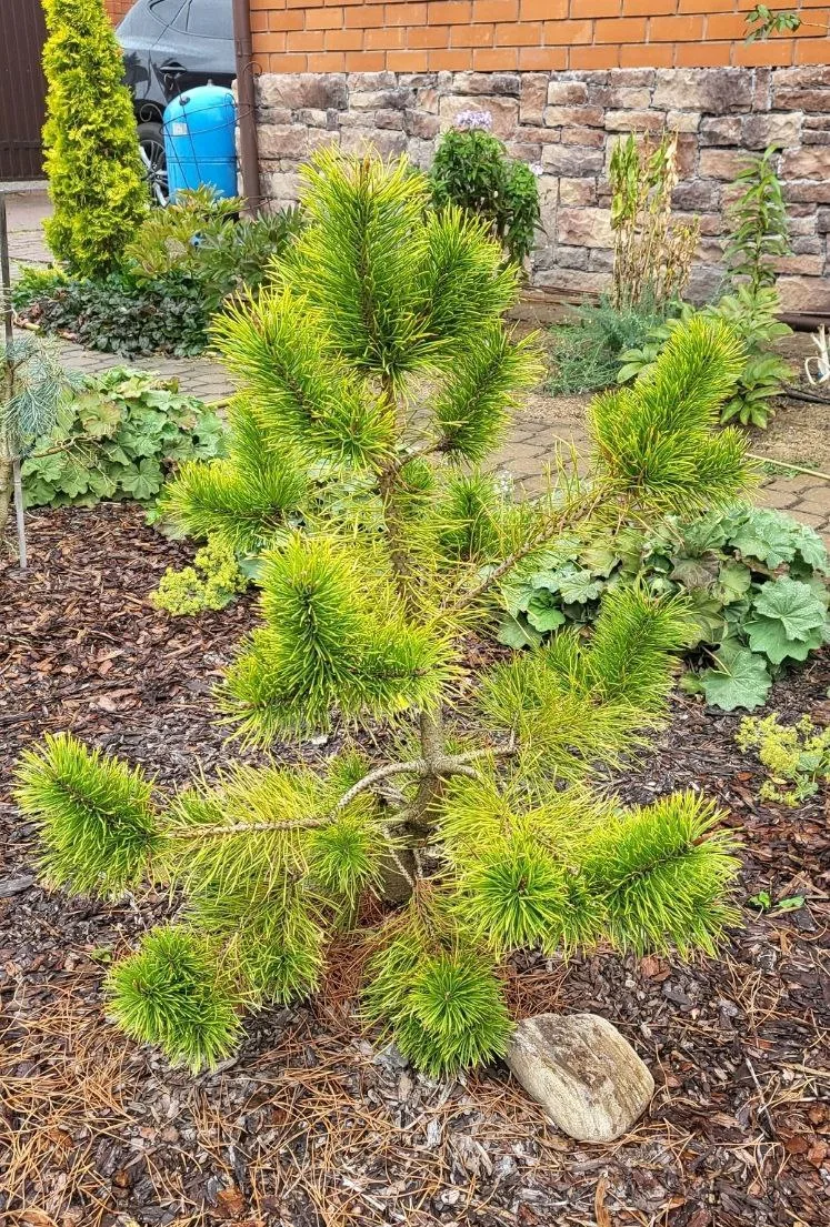 Pinus contorta 'Chief Joseph'
