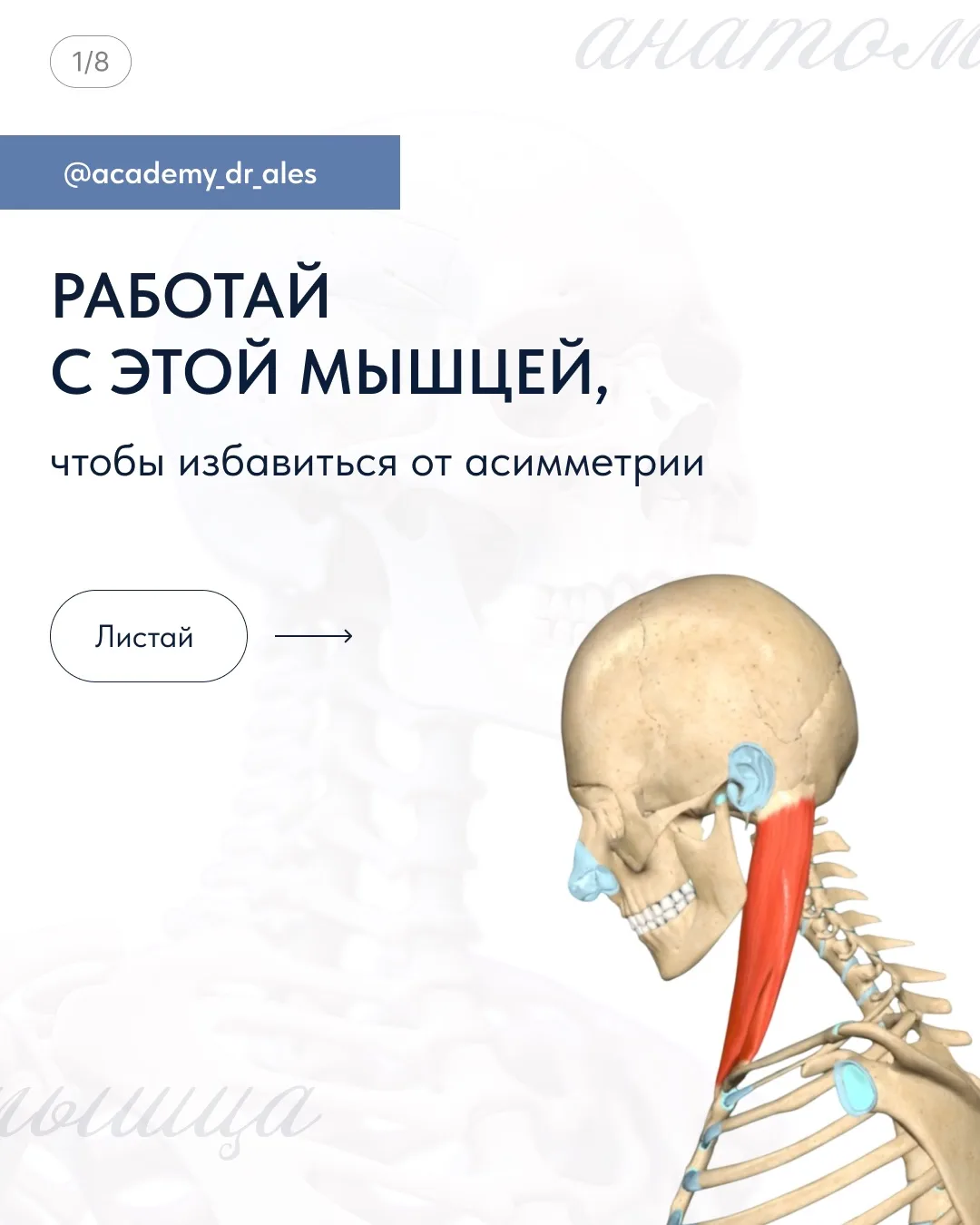 🤩 Волшебная мышца, которая держит лицо!  Грудино-ключично-сосцевидная мышца (ГКСМ) —  испытывает пос