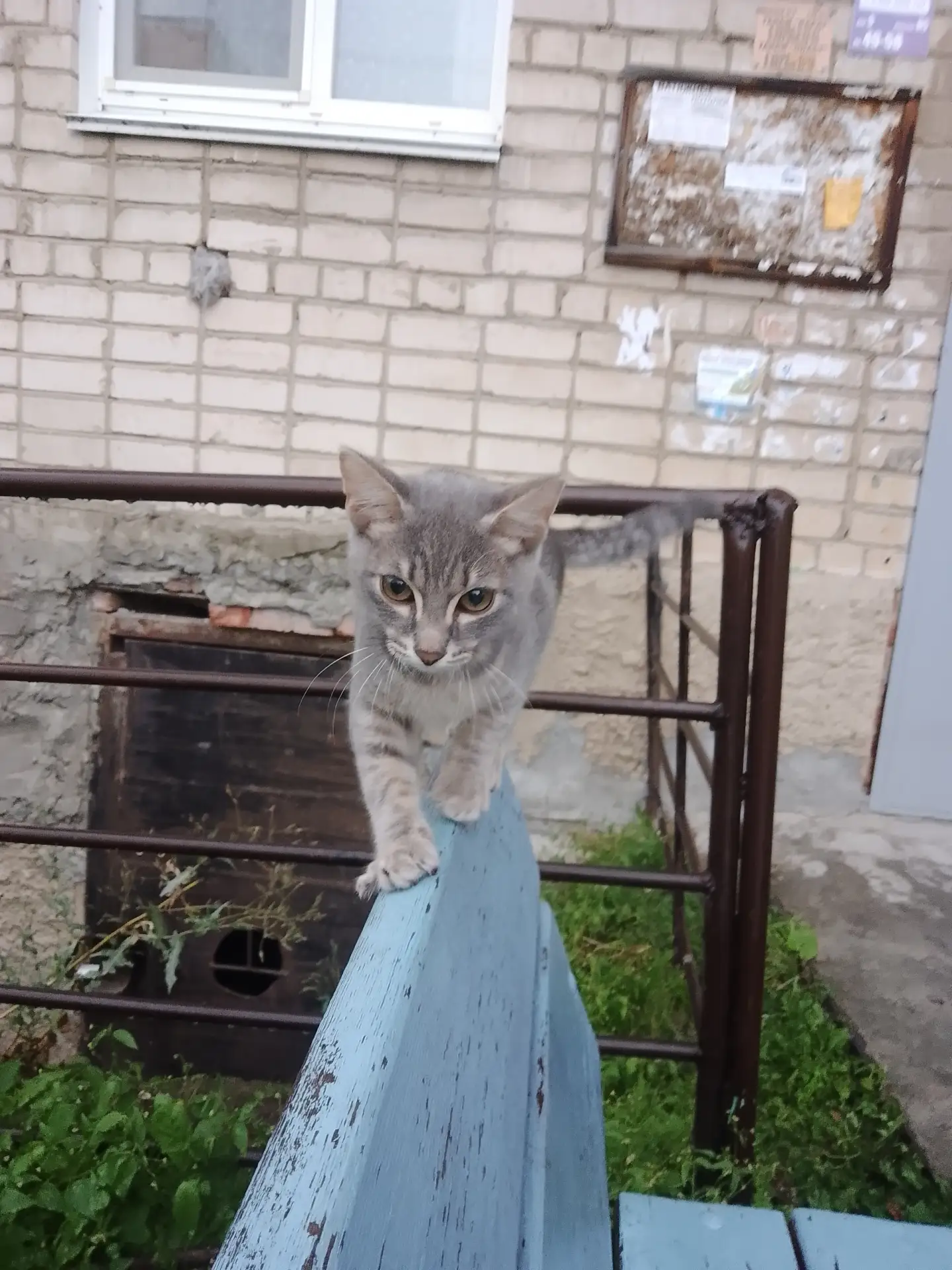 Вчера ночью около дома Галкина, 5 появился котёнок. Мальчик. На вид 3-4 мес, домашний. ...