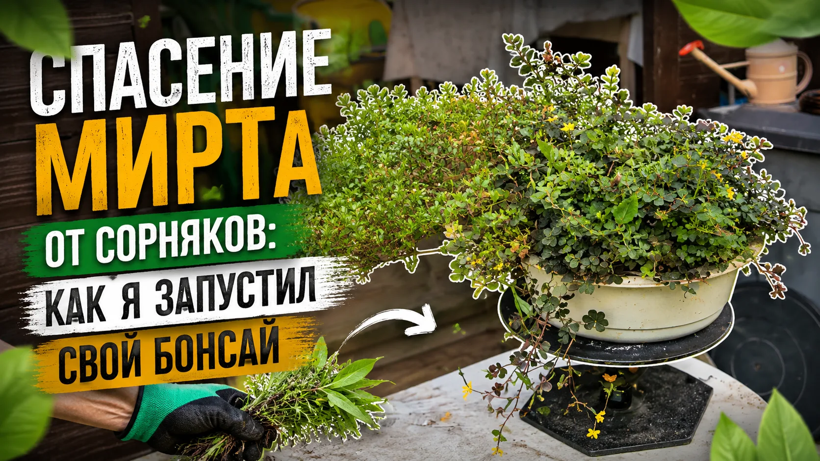 🔥Спасение мирта от сорняков: как я запустил свой бонсай