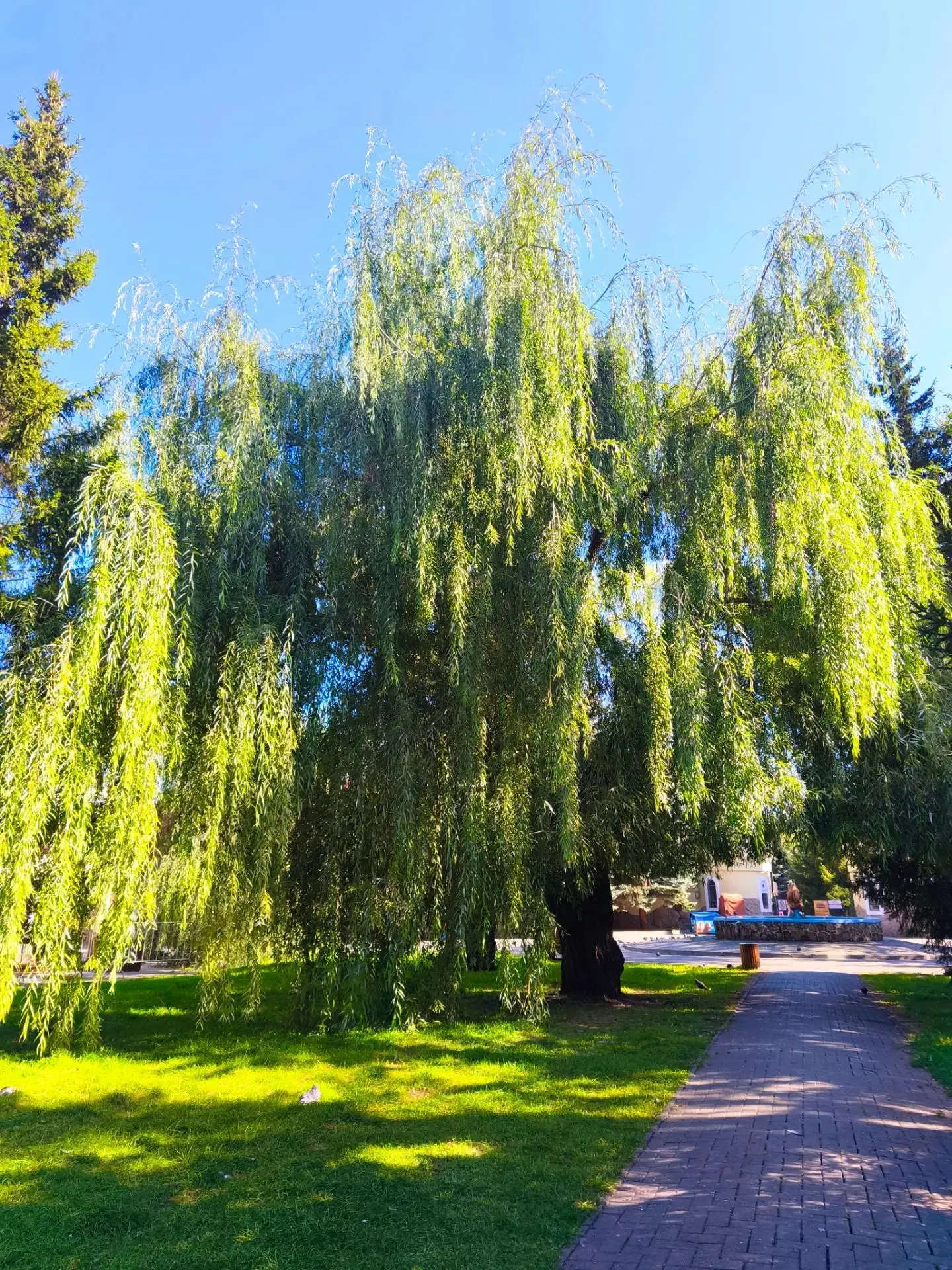 🍃 «Сядем здесь, у этой ивы,