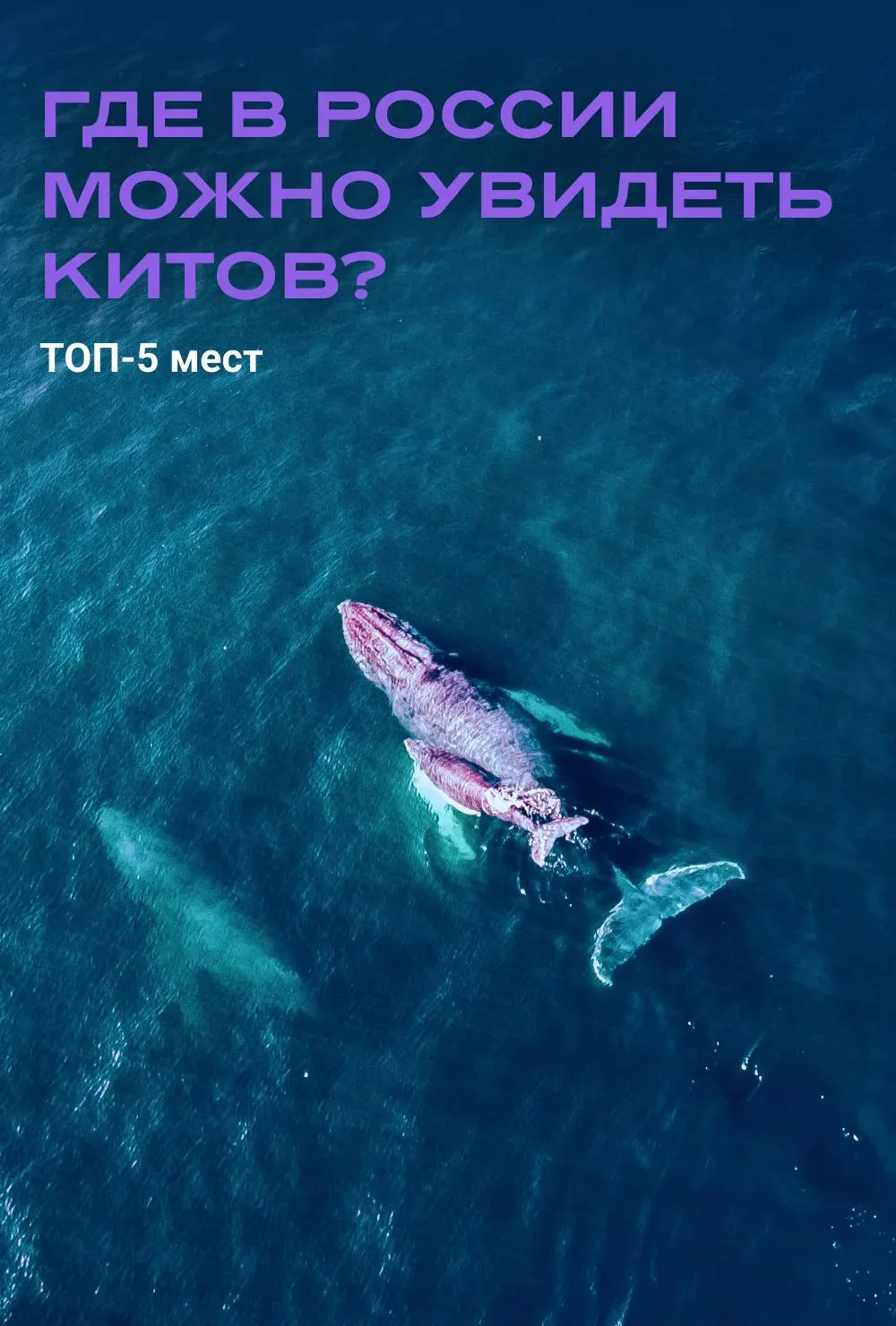 5 невероятных мест, где можно увидеть китов в России 🐳

Сезон наблюдения за китами в самом разгаре,