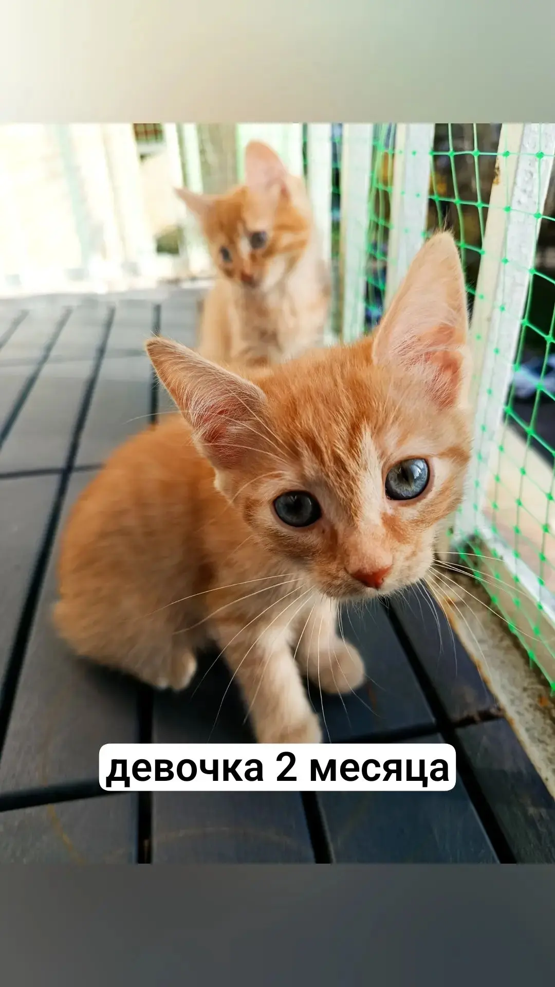 Отдам кошечку, 2 месяца, кушает всё сама, к лотку приучена, рождена 23 августа нашей ко...