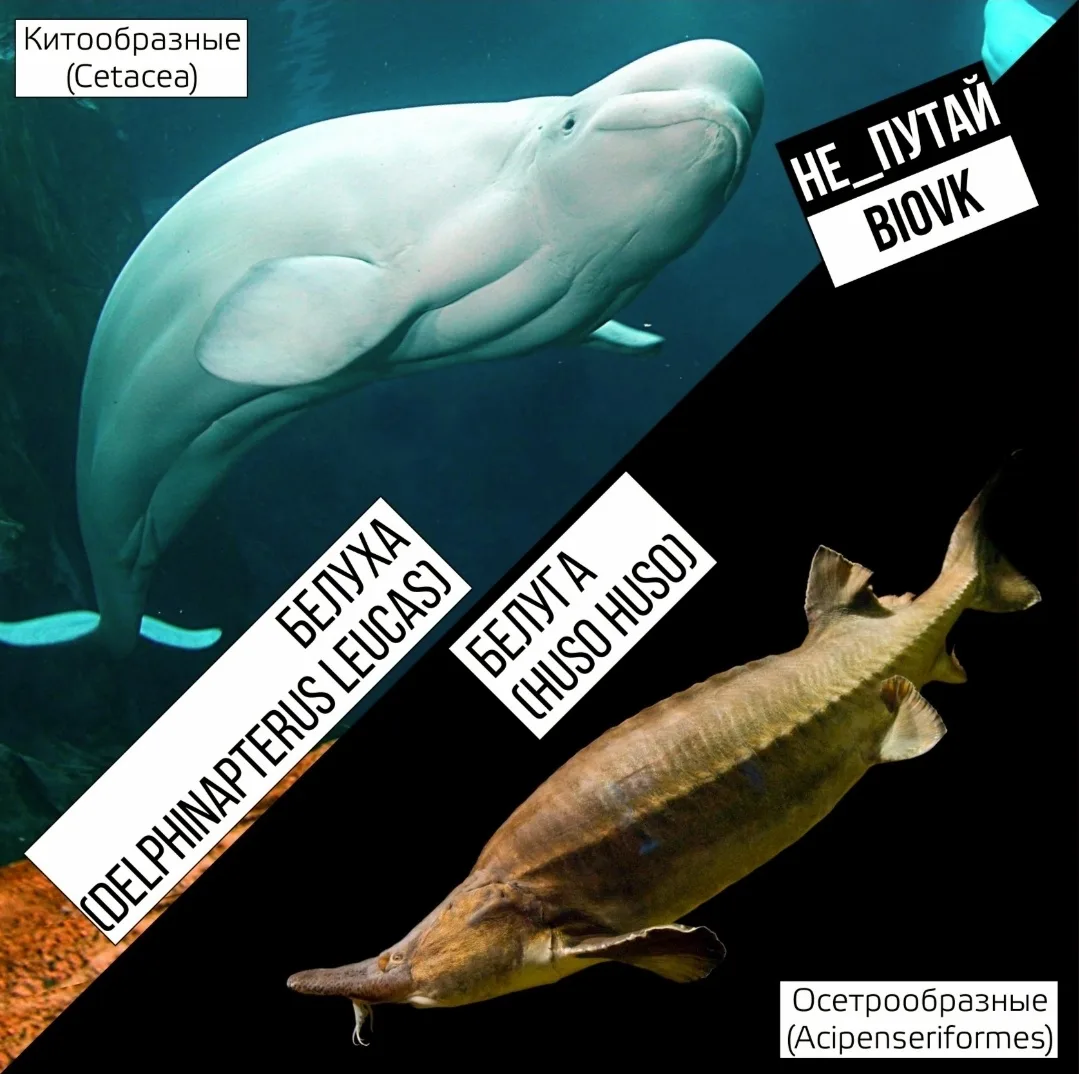 Белуги (#Huso_huso) – крупные осетровые рыбы, которые живут и охотятся в морях, а нерес...