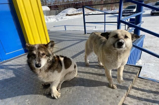 🐕 В Пензе за год отловили 568 безнадзорных собак