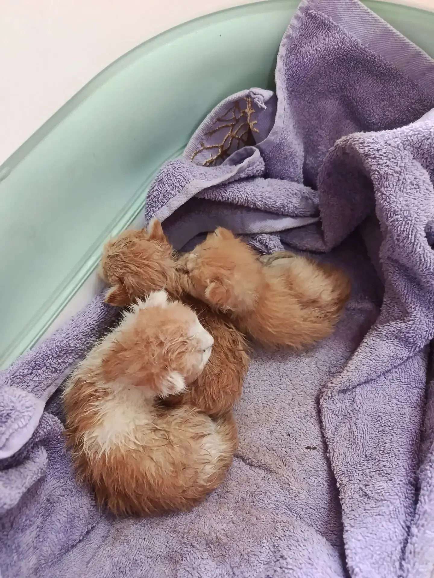 🏥👨‍⚕️🩺Малыши подкидыши на первом приеме🐾🧡