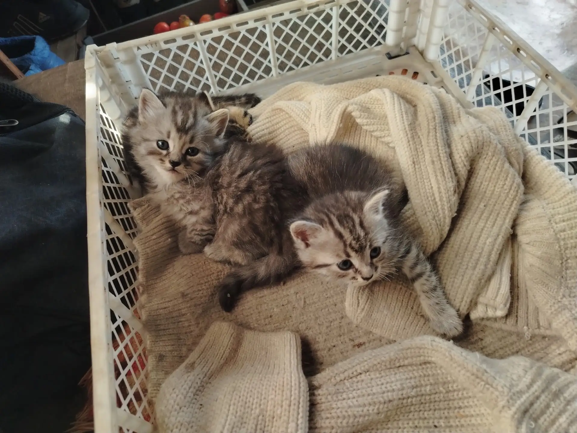 Отдам 4 котенка в добрые руки