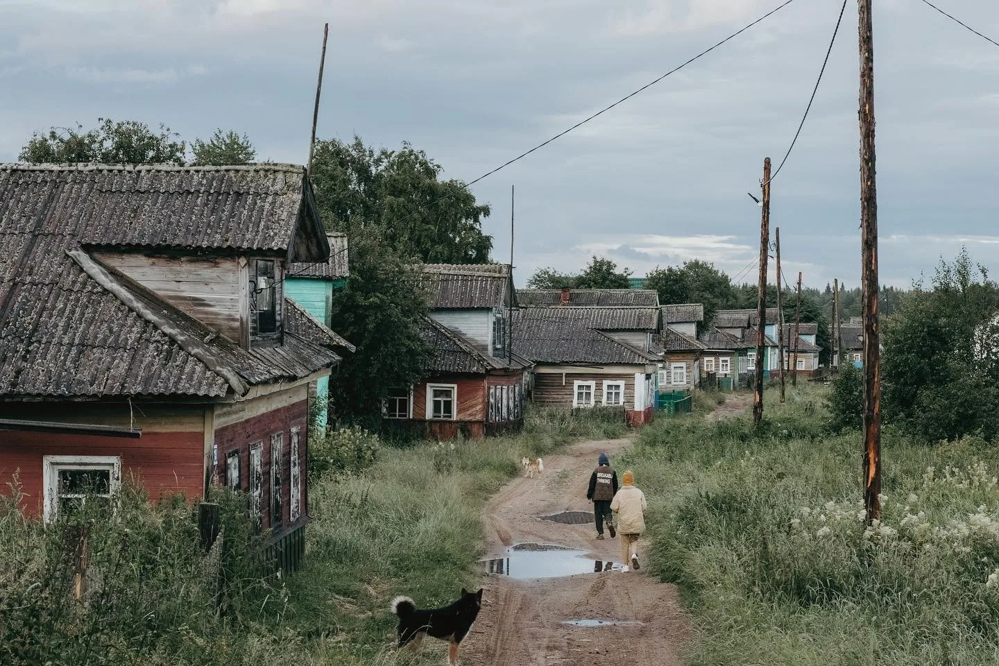 🦭 Летняя Золотица — деревня у Белого моря, где можно встретить тюленей