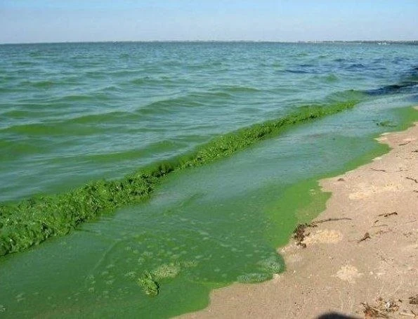 🙂Из-за жары и застоя воды Волга покрылась токсичными водорослями.