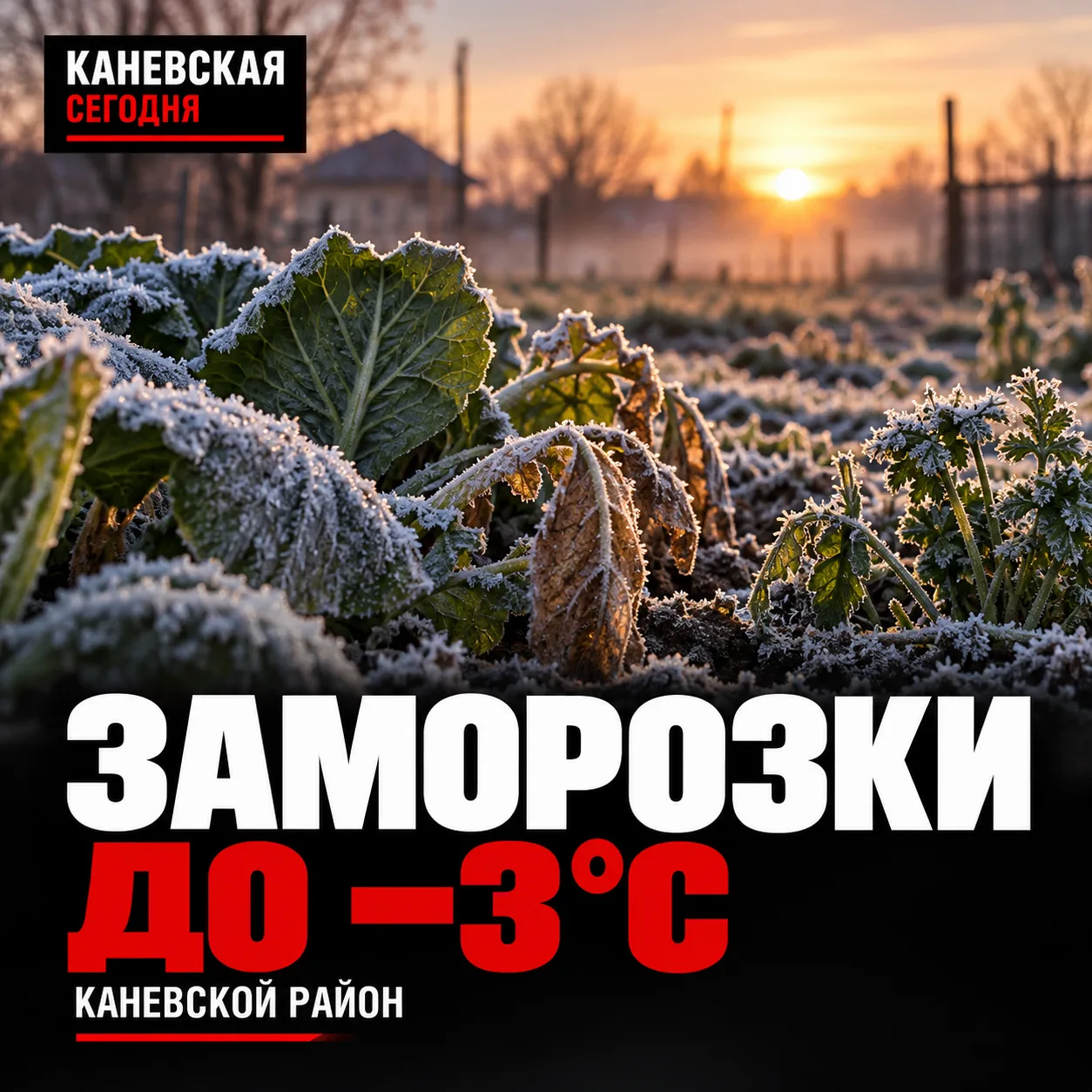 🥶 В Каневском районе ожидаются заморозки до −3 °C