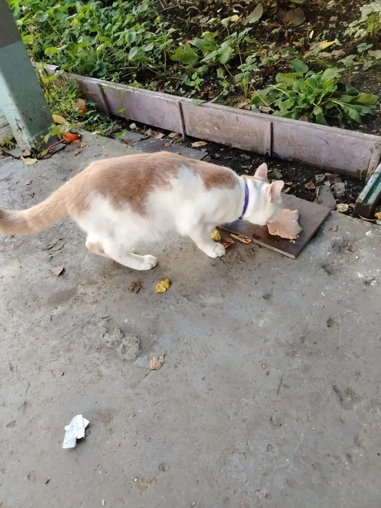 Замечен кот / кошка, окрас белый с рыжим (Екатеринбург, ВИЗ)