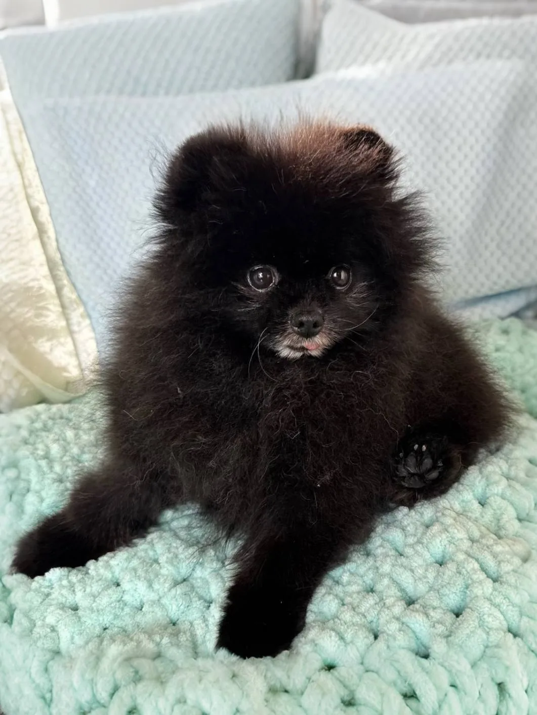 Ищет дом микро-шалопай Паслён из Домика Мелкашей Балашиха! 🍇🐕  Москва и МО  Привет! Я- Паслён, и во 