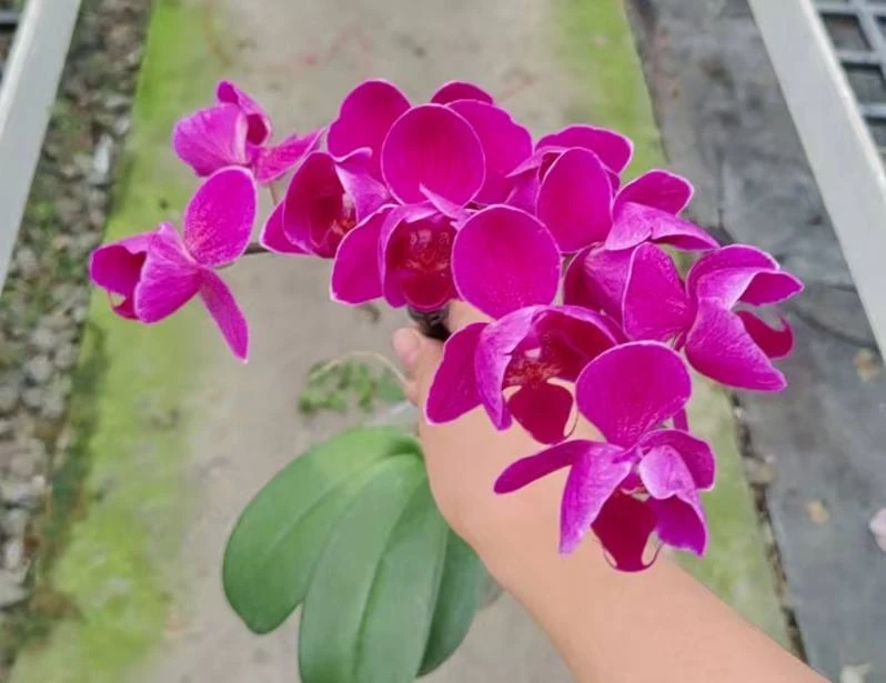 🌸Пелор Phal. Purple Wafe