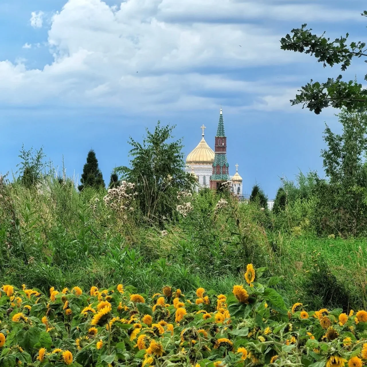 Любуемся цветением подсолнухов в парке Зарядье 🌻 

Москва для детей. Подписаться