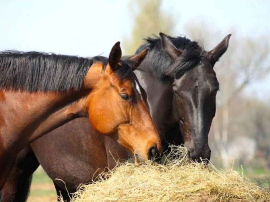 31 августа