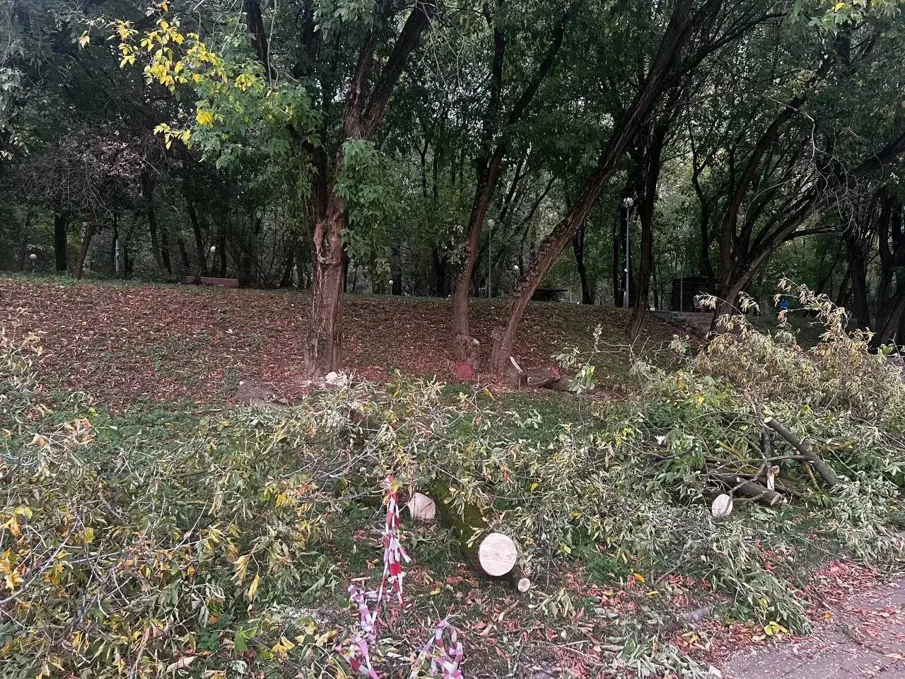 🌳 На Щукинской набережной снова вырубают деревья
