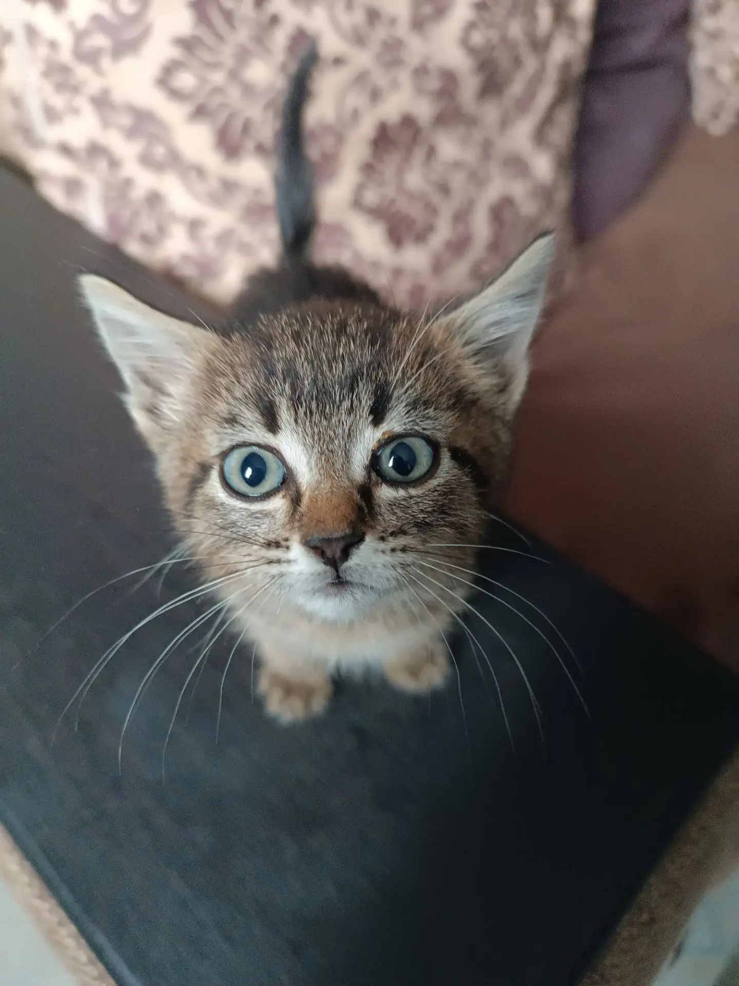 Кошечка, семейства крысоловов, уже ловила приносила крысёнка, отдам в добрые руки.