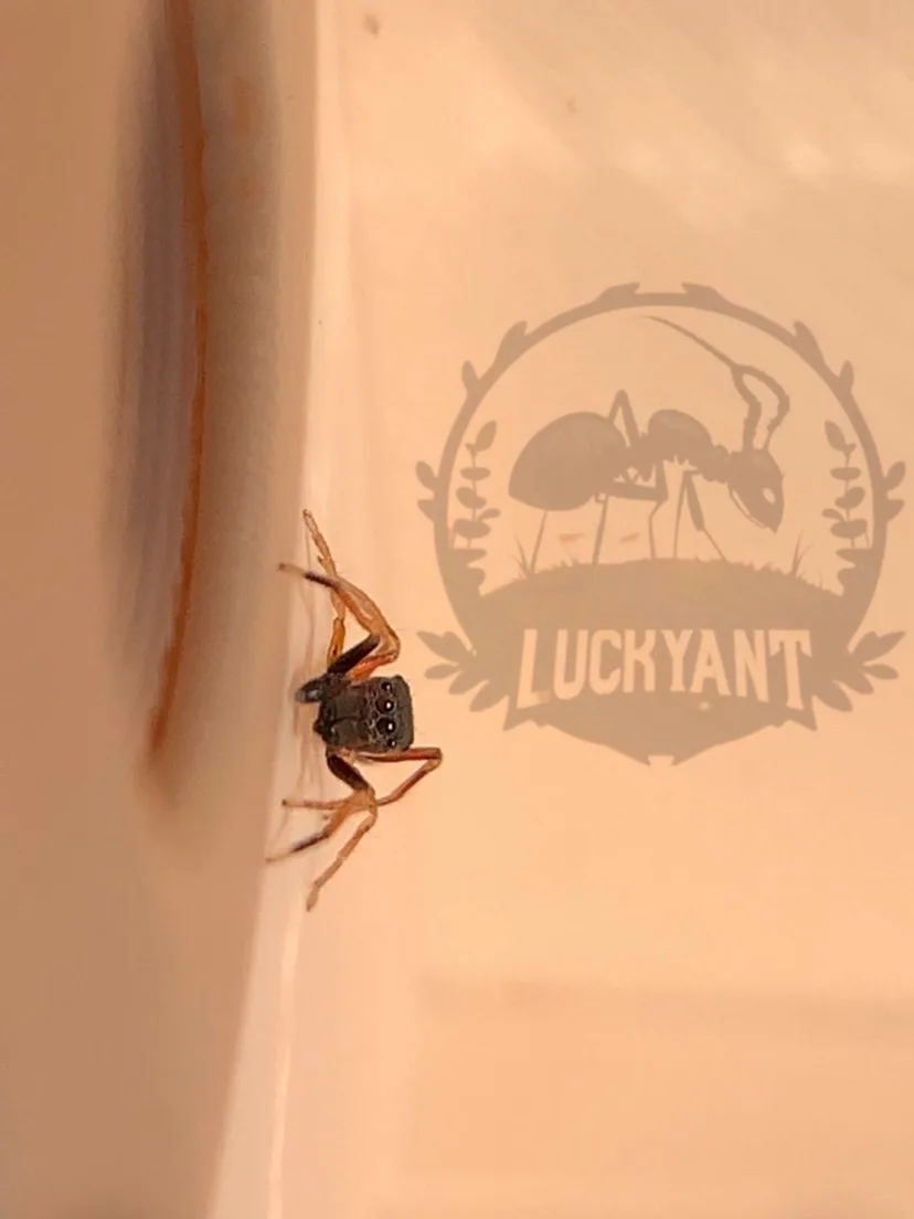 Изображение 4 к публикации «LUCKY ANT 🍀🐜»