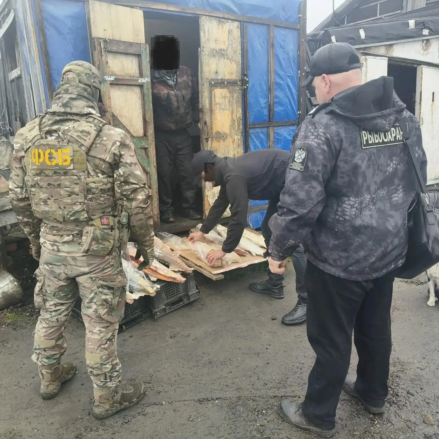 На Таймыре у браконьера изъяли 50 кг краснокнижной рыбы