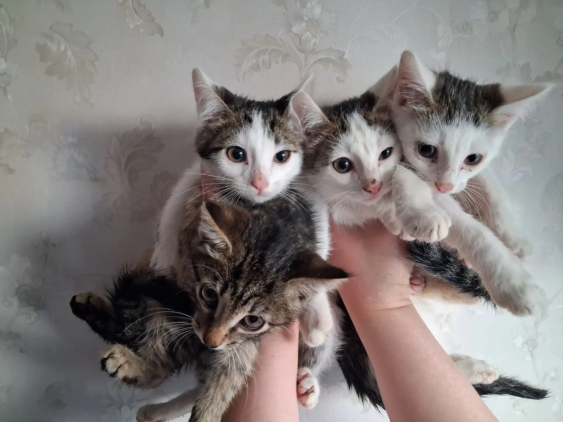 МАЛЫШИ КАРАНДАШИ ЖДУТ СЕМЬИ