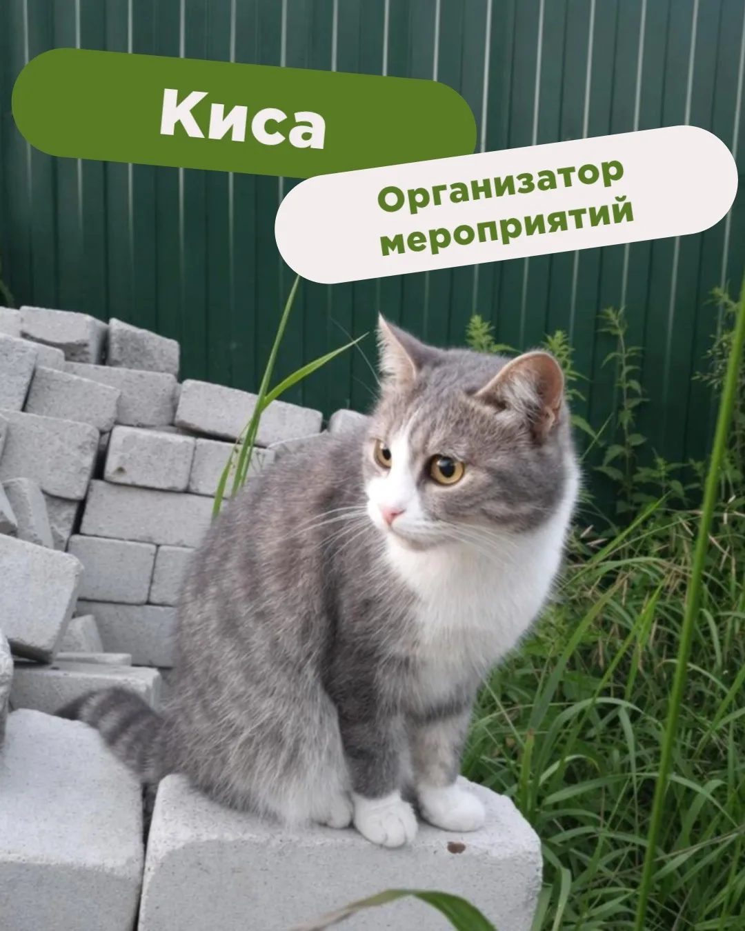 Знакомьтесь - пушистые ассистенты нашей креативной команды. Точнее, кем бы они могли бы...