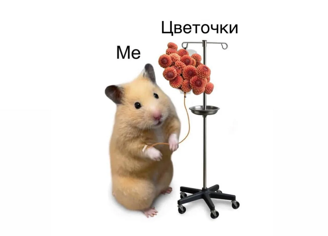 Оформить заказ: https://max.ru/id501810950817_bot