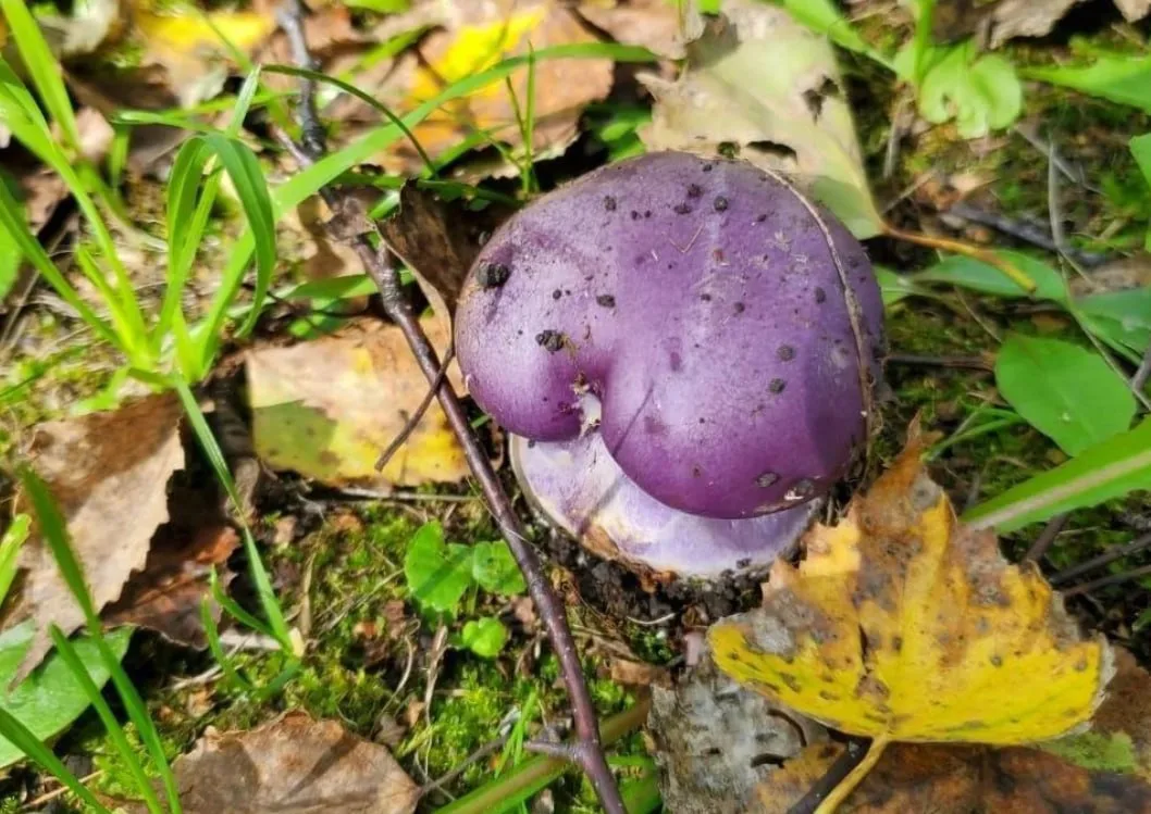 🍄 В Красноярском крае нашли ярко-фиолетовые грибы