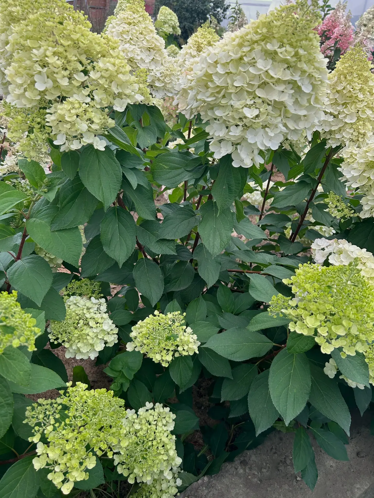 Уход за многолетними растениями осенью 🍁: