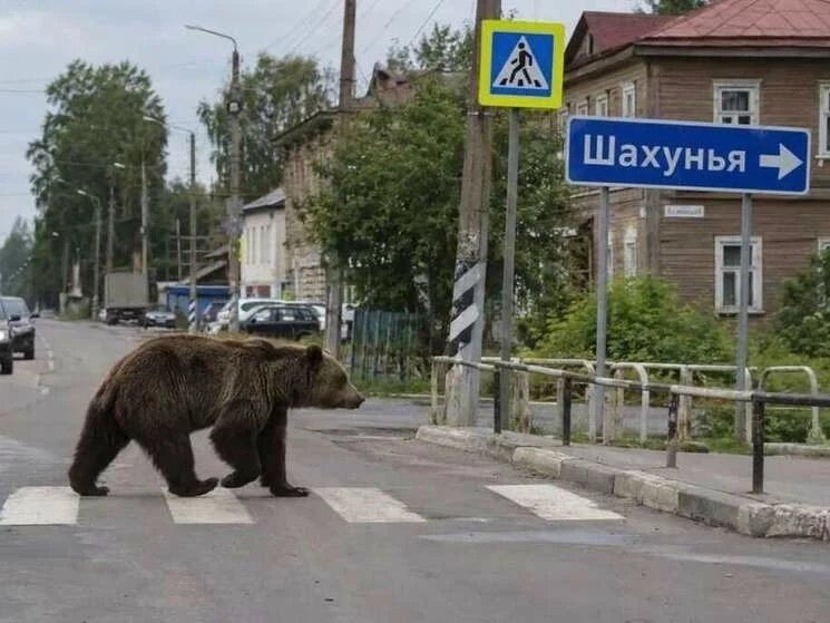 В Шахунье Нижегородской области снова заметили медведя — жителей просят быть осторожными