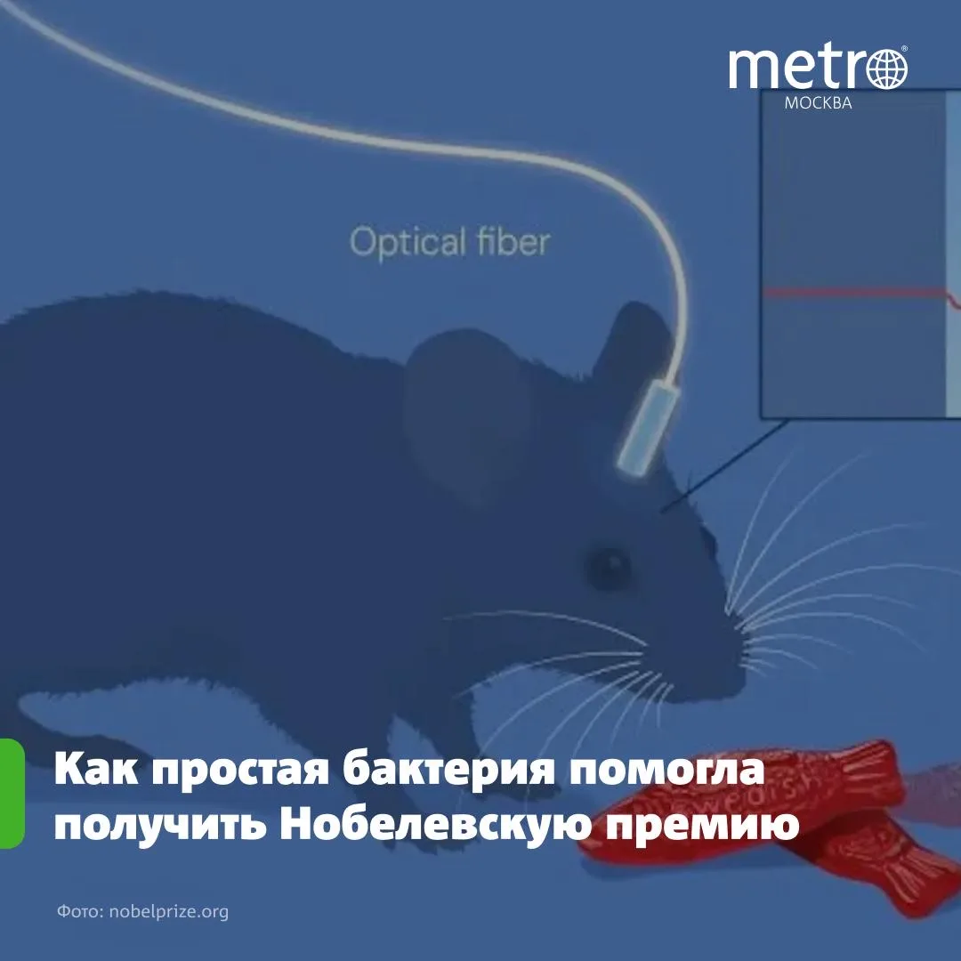 🧠 Учёные внедрились в мозг мышей, изменили их поведение — и получили Нобелевку