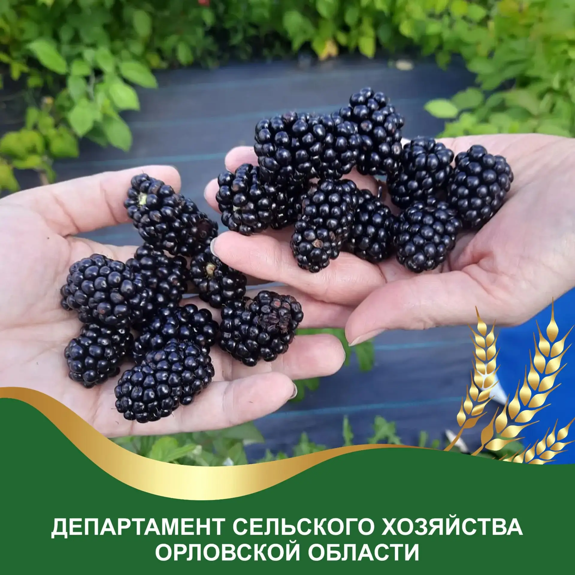 Ягодные культуры - голубика, ежевика, менее распространенные, но не менее вкусные и пол...