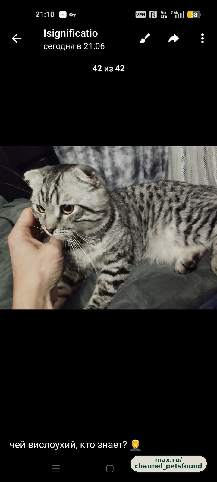 🐾 Найден питомец — Люберцы