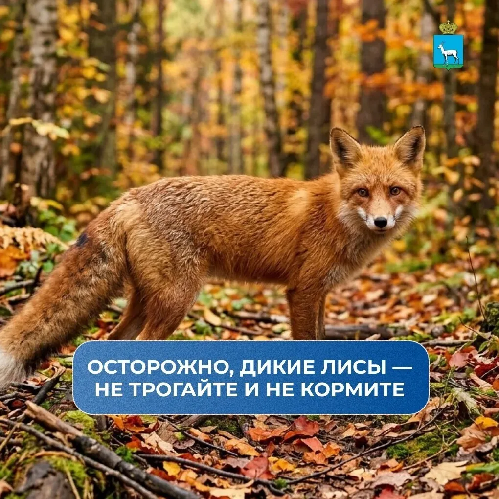 ❗Осенью появляются случаи, когда дикие лисы выходят к людям и совсем не боятся человека.