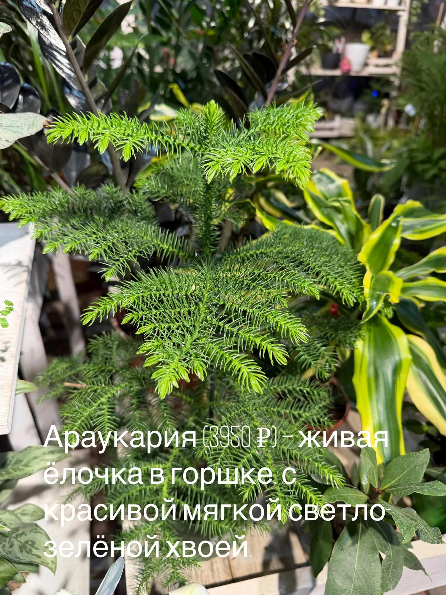 Лучшие подарочки! Мы-то точно знаем, что это🪴🎄🎁 Дарить растение – значит действительно знать человек