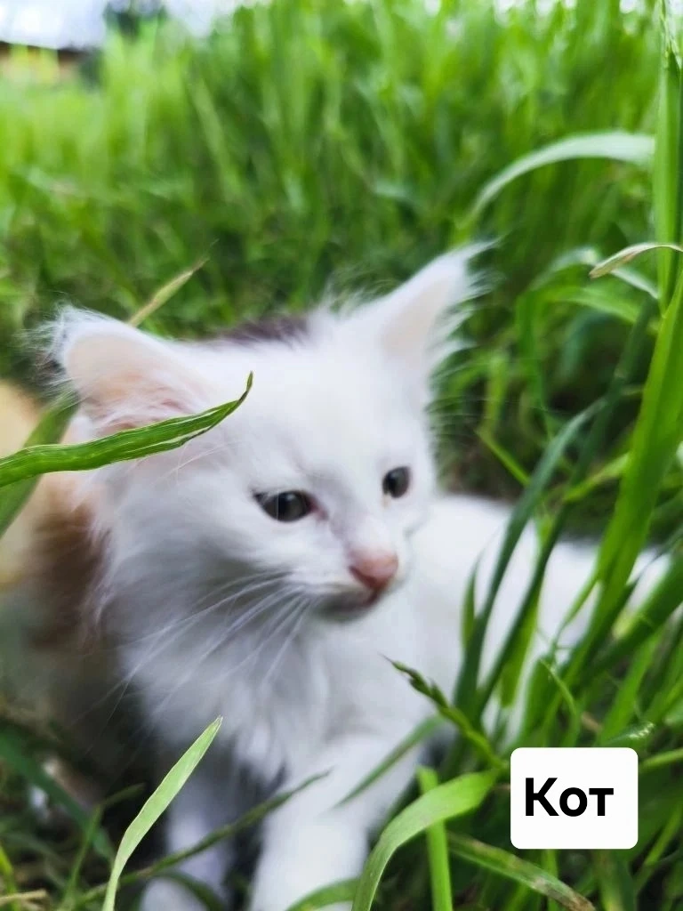 🐈 Котята в поисках дома, примерный возраст 1-2 месяца