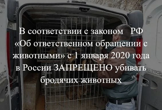Животные без владельцев подлежат отлову, стерилизации, вакцинации, биркованию и выпуску...